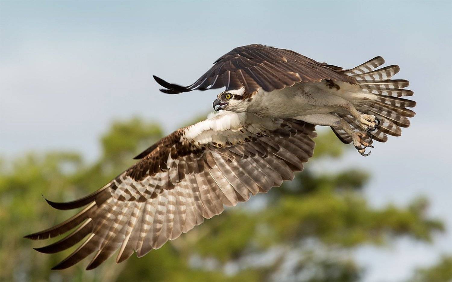 скопа, osprey, florida, флорида, хищные птицы, Elizabeth Etkind