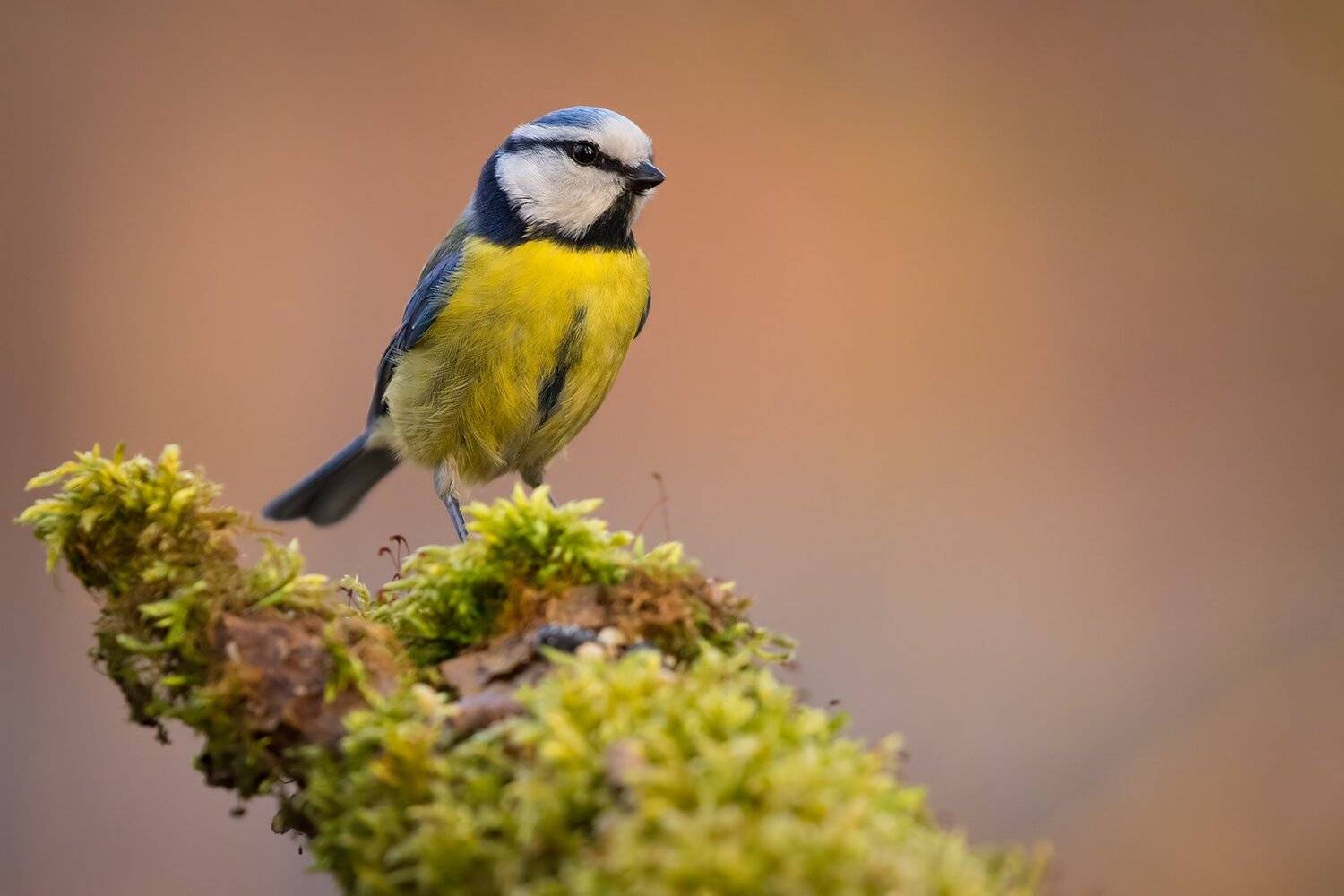 , Robert Adamec