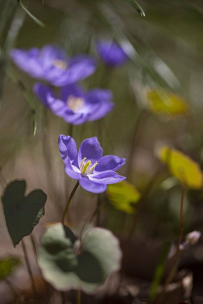 весна цветы, Евгений Слободской