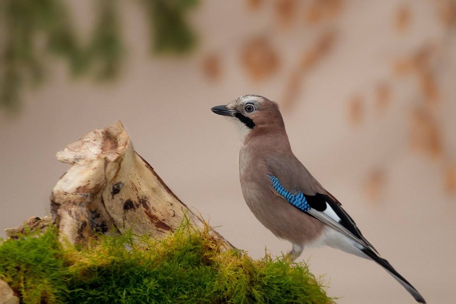 birds, jay, wildlife, птицы, сойка, Алексей Юденков