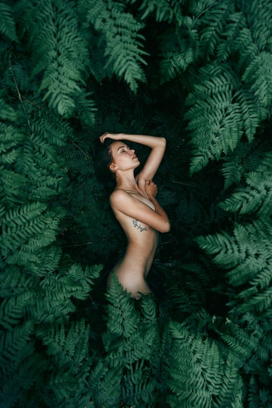 Папоротник фото превью