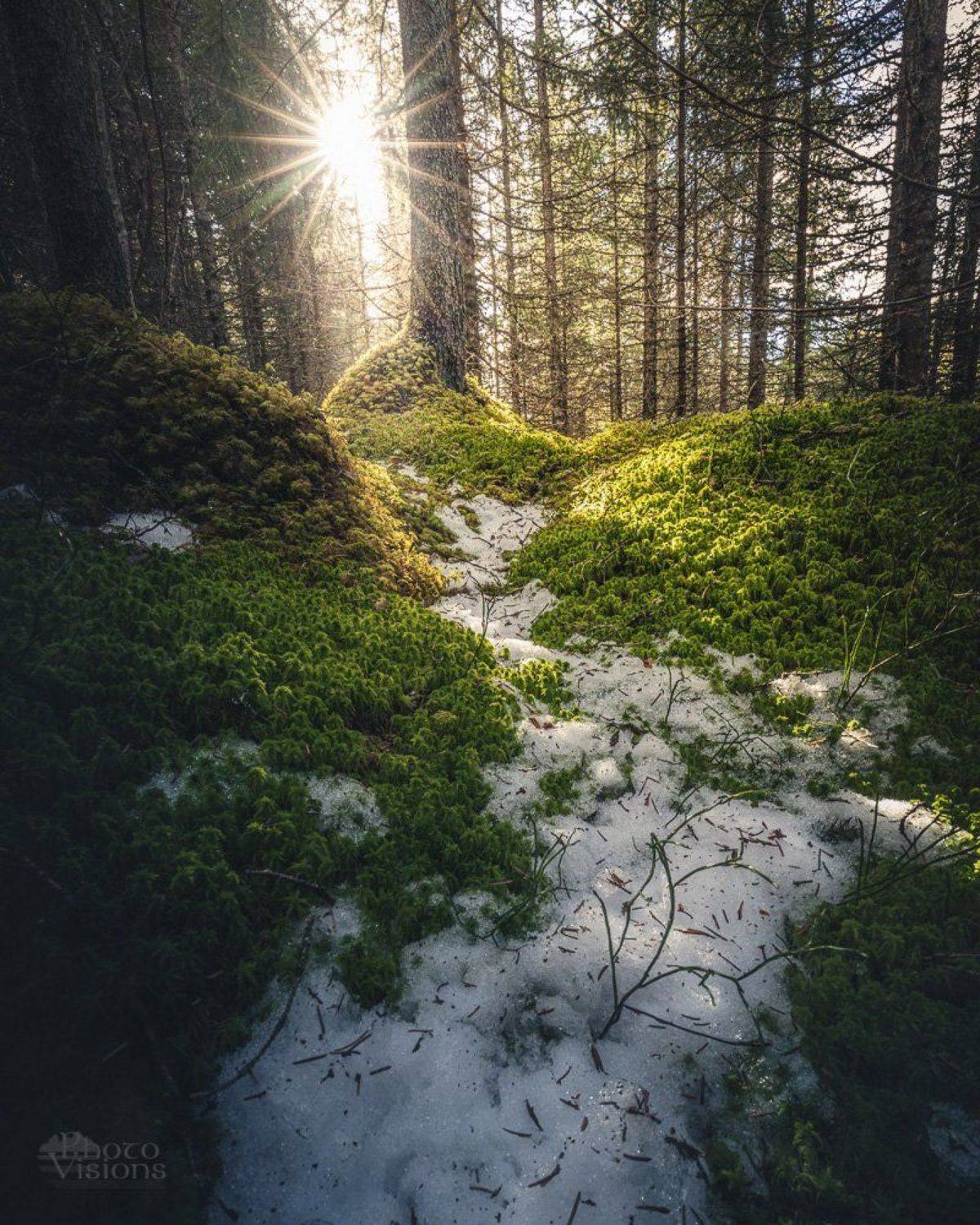 forest,woods,woodland,boreal,norway,norwegian,scandinavia,scandinavian,spring, Adrian Szatewicz