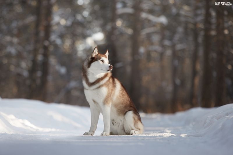 собака, хаски, зима  фото превью