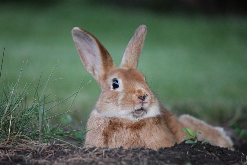 Кролик фото превью