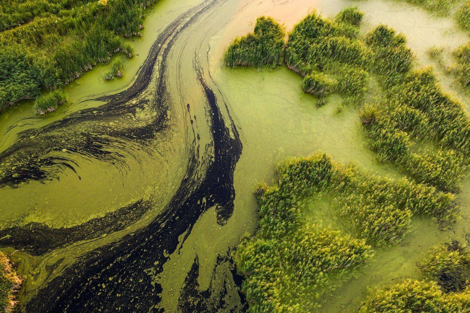 Зауралье, Урал, Курганская, болото, Кутыгин Эдуард
