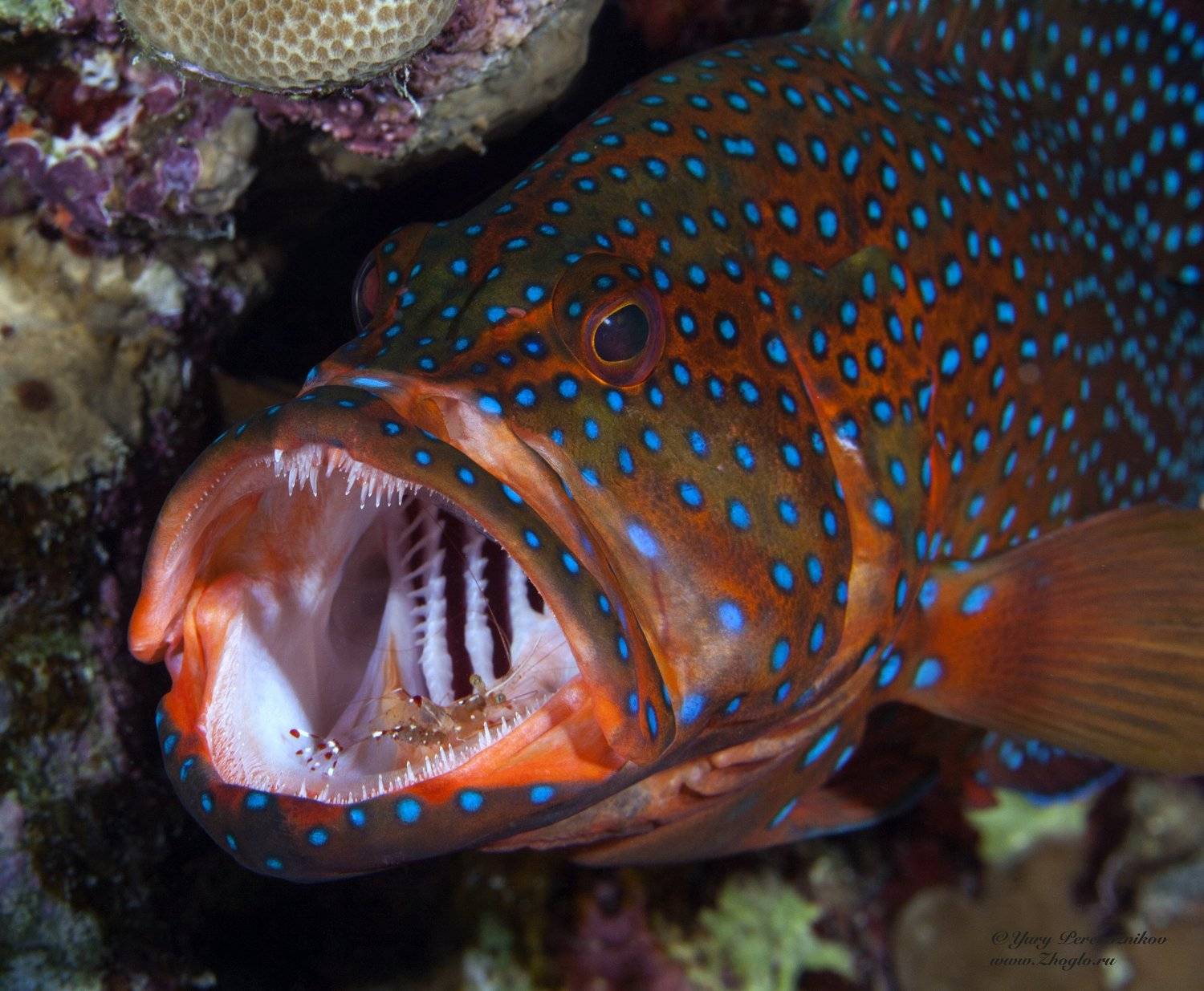 египет красное море, хургада дайвинг подводное фото, Юрий Перевозников