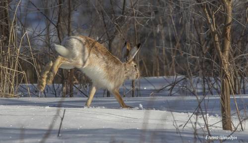 European_hare