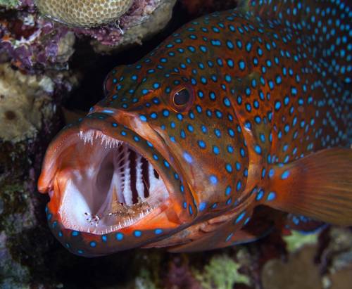 На приеме у дантиста 