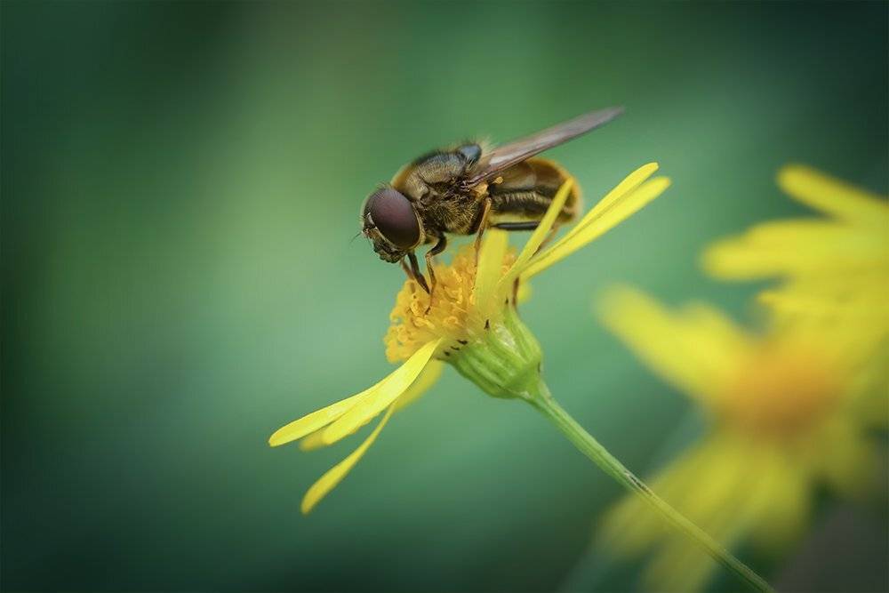 муха, журчалка, пчеловидка лесная, Eristalis arbustorum, макро, macro, Марина Хилько