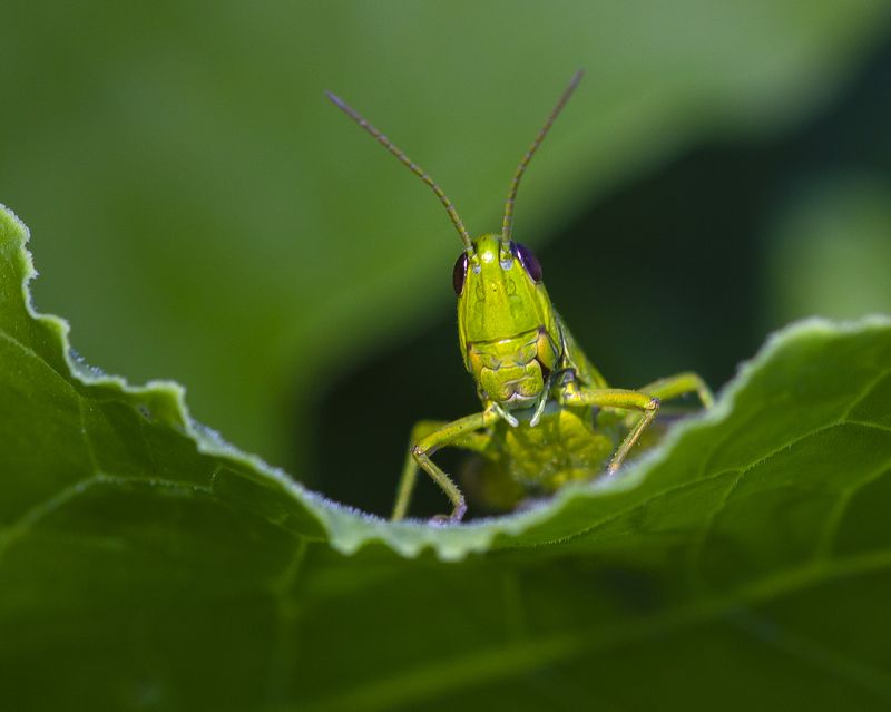макро, природа, лето, насекомые, кузнечики, трава,растения Трибун фото превью