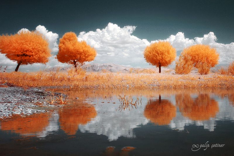 landscape, tree, trees, infrared, cloud Infrared trees фото превью