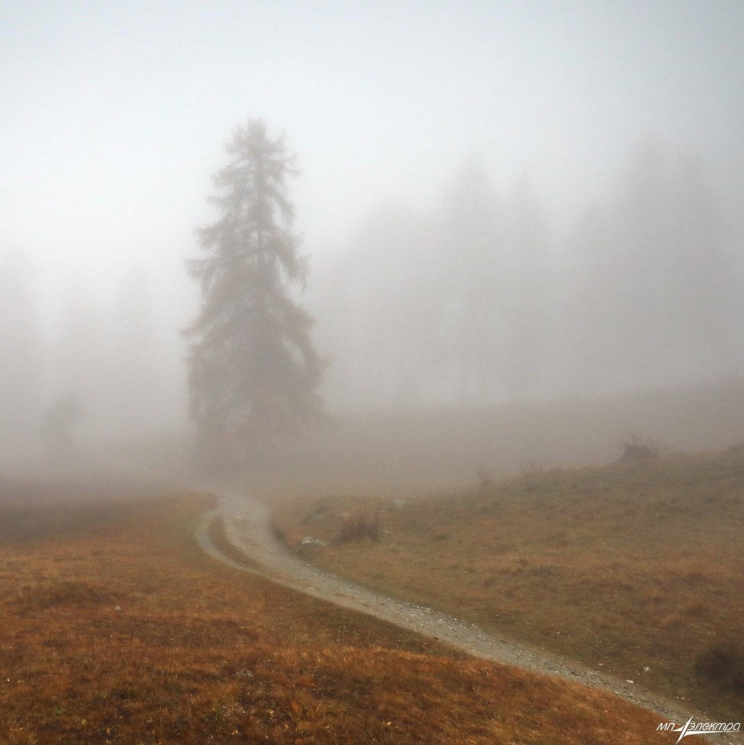 swiss, Матвеев Николай