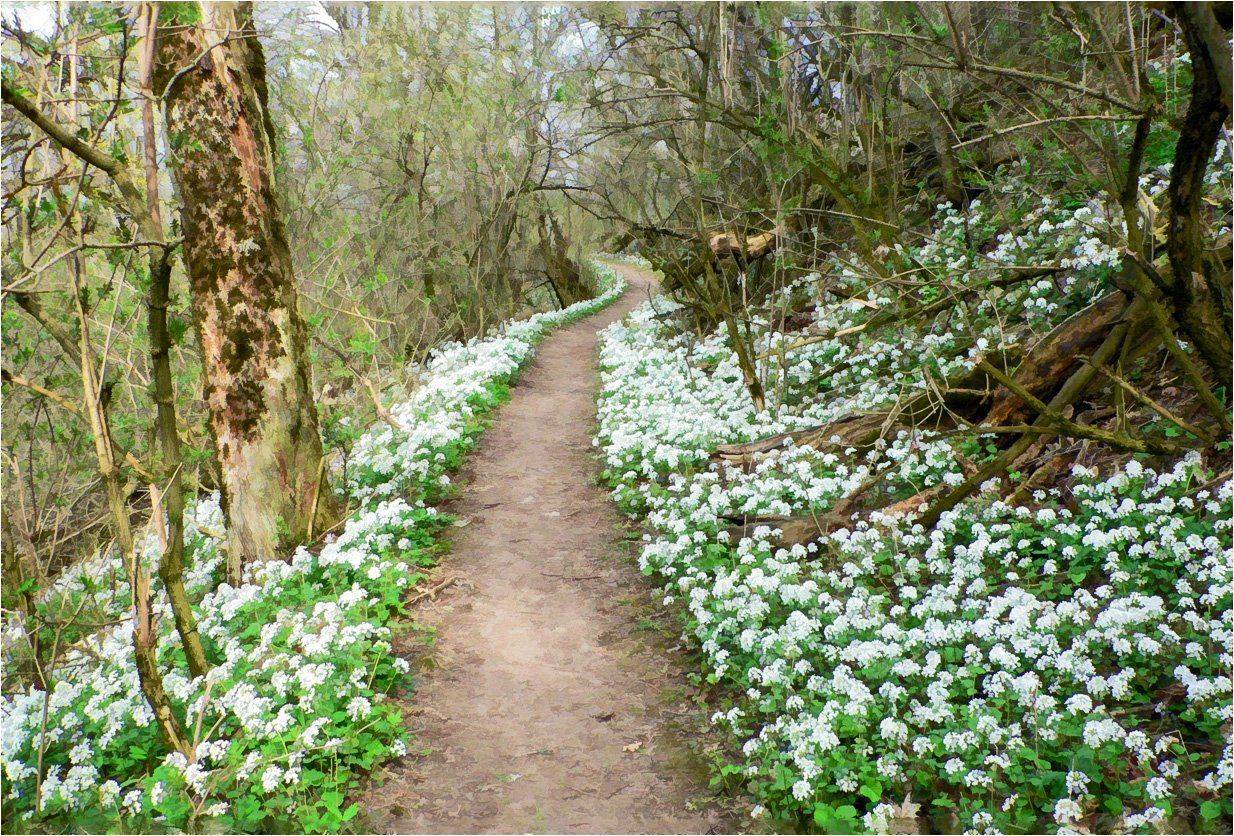 весна, тропа, лес, КарОл