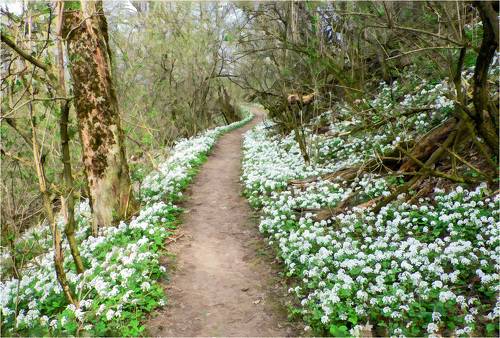 Весна идет - весне дорогу!