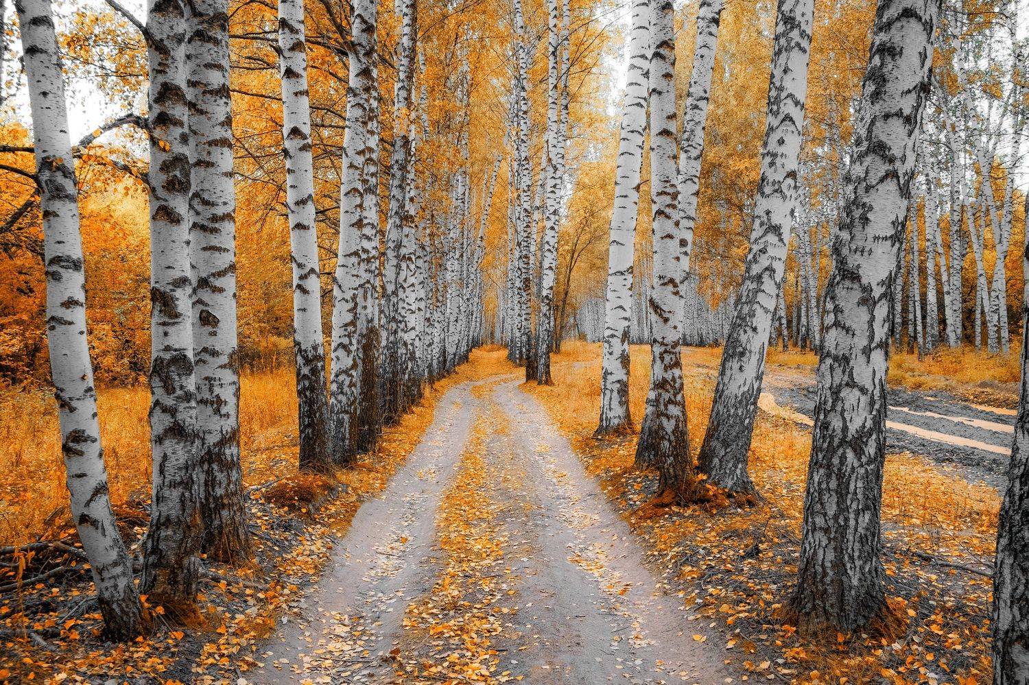 , Екатерина