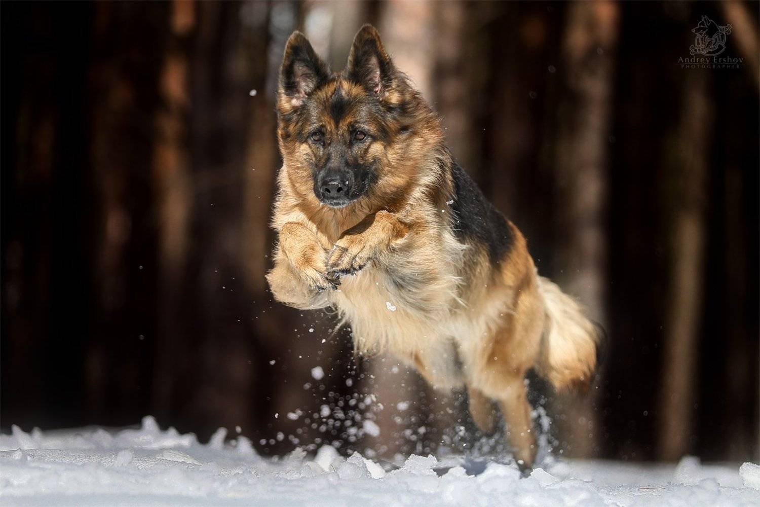 , Андрей Ершов