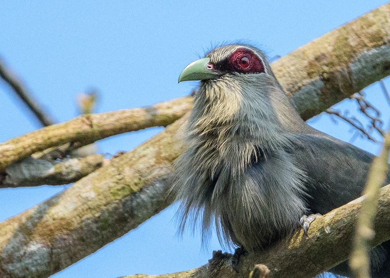Wild, nature, 2021, wildlife Green Billed Malkoha фото превью
