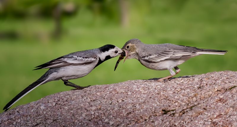 птица, серая трясогузка, птенец, слёток, белая трясогузка с малышом.. фото превью