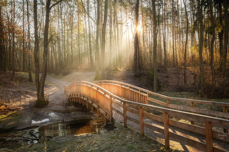 Magic morning фото превью