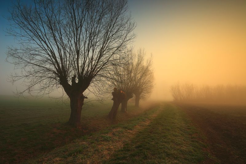 march, morning, sunrise, tree, willow, mist, fog, mood, spring, March фото превью