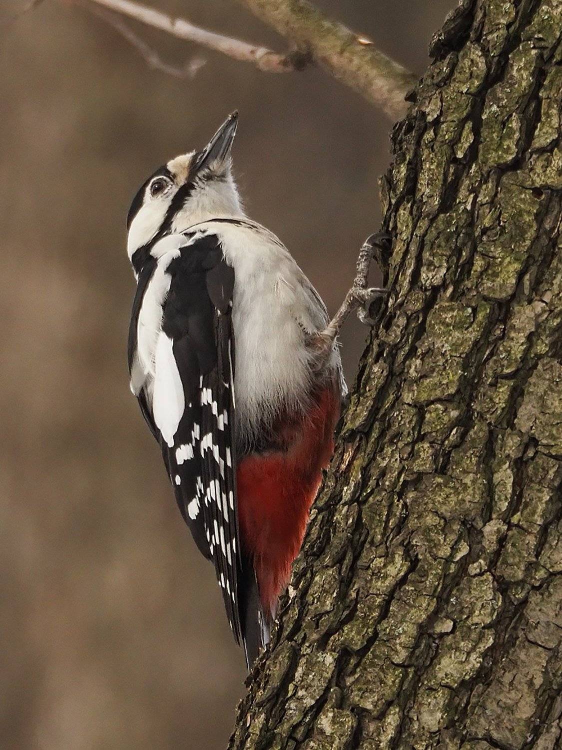 , Сергей Духанин