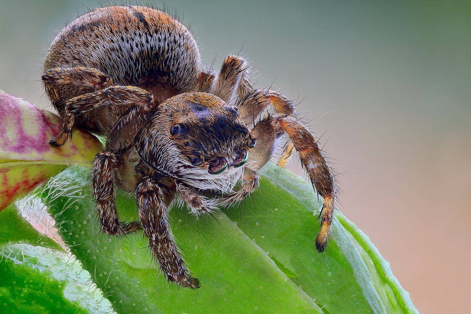irass, waledzik, nat geo, olympus, close up, macro, extreme macro, spider, макро, Ireneusz Irass Walędzik