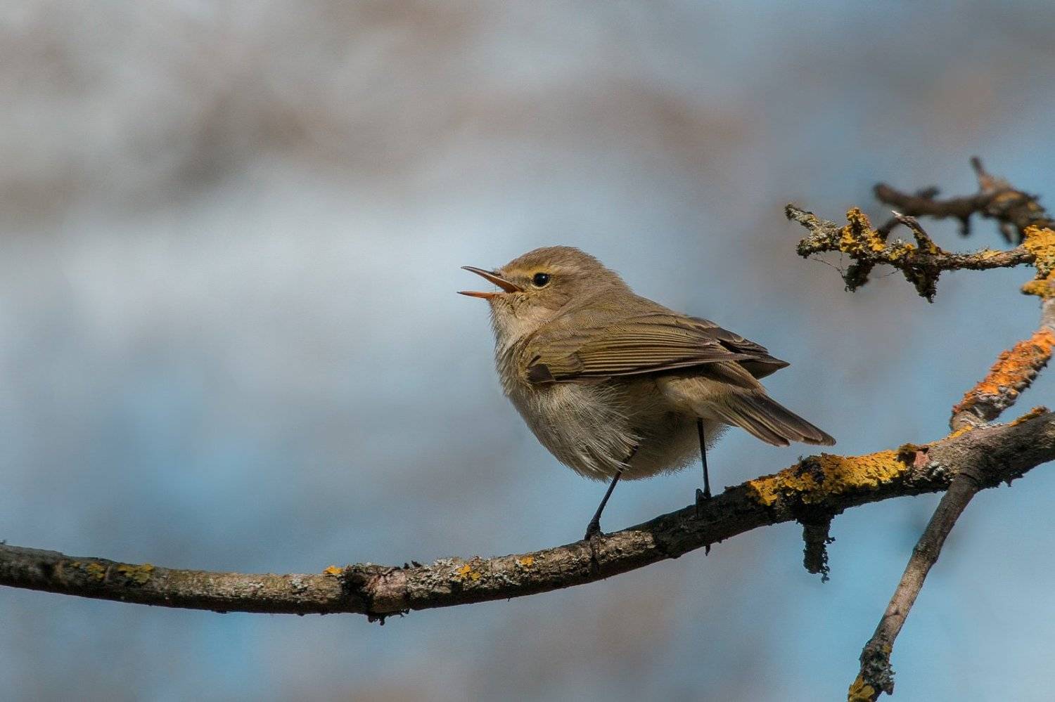 пеночка, теньковка, птицы, весна, birds, wildlife, common chiffchaff, Алексей Юденков