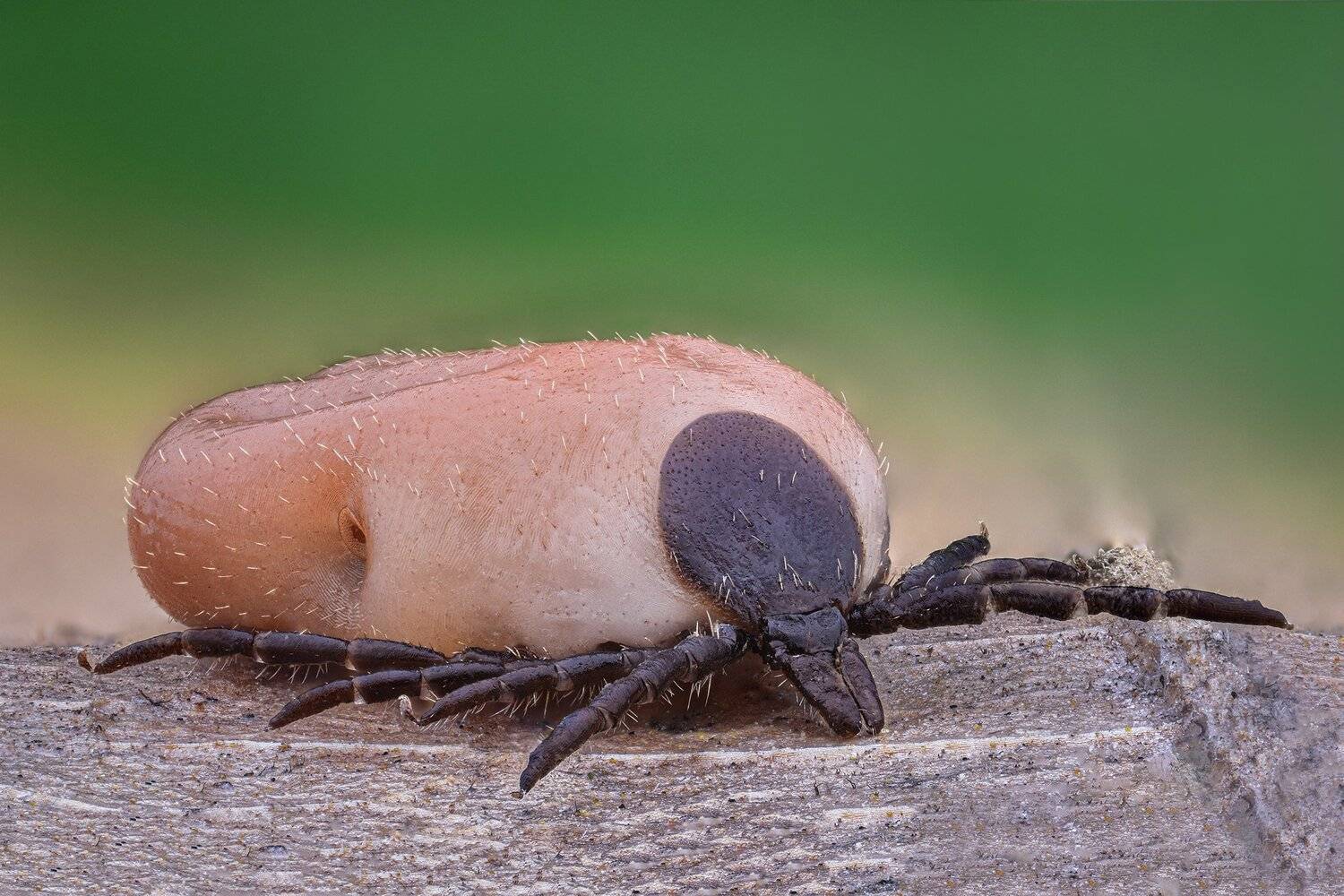 ceclii, macro, nikon d3400, lomo 3.7, Tsvetan Ganev