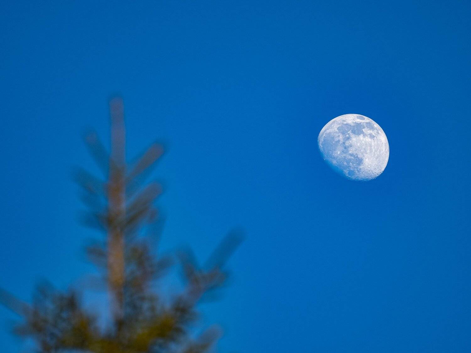 , Курлянцев Алексей