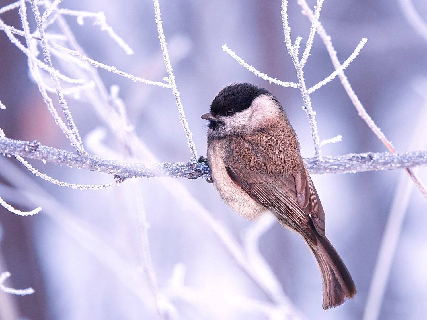 птица, зима, ветки, изморозь., Игорь Жабский