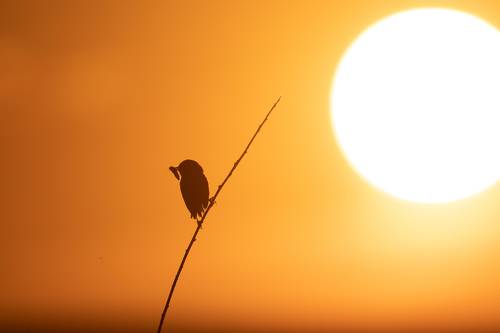 Утро с добычей