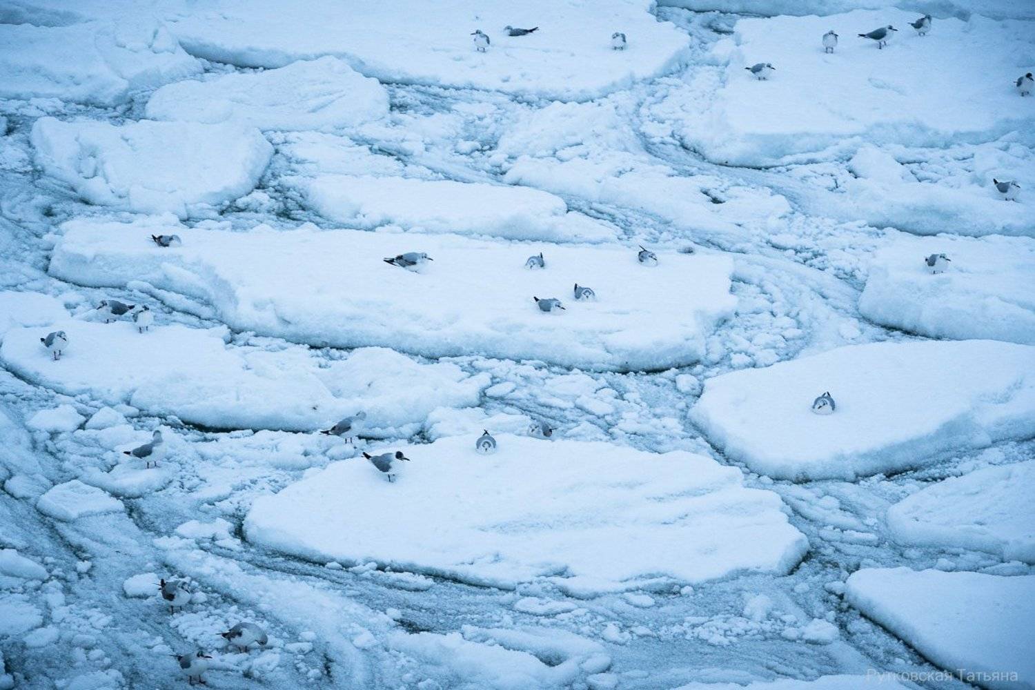 , Татьяна Рутковская