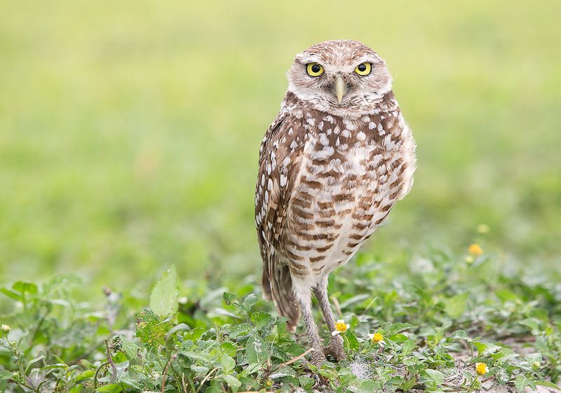 кроличий сыч, florida, burrowing owl, owl, флорида,сыч Burrowing Owl - Кроличий сыч фото превью