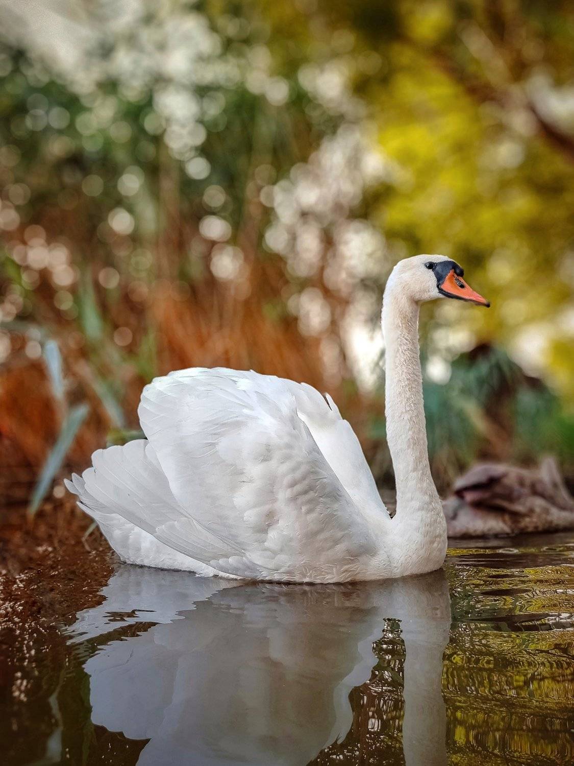 лебедь, лебеди, swan, swans, bird, birds, птица, птицы, white, белый, mobilephoto, мобильнаяфотография, motorola, Сергей Колос