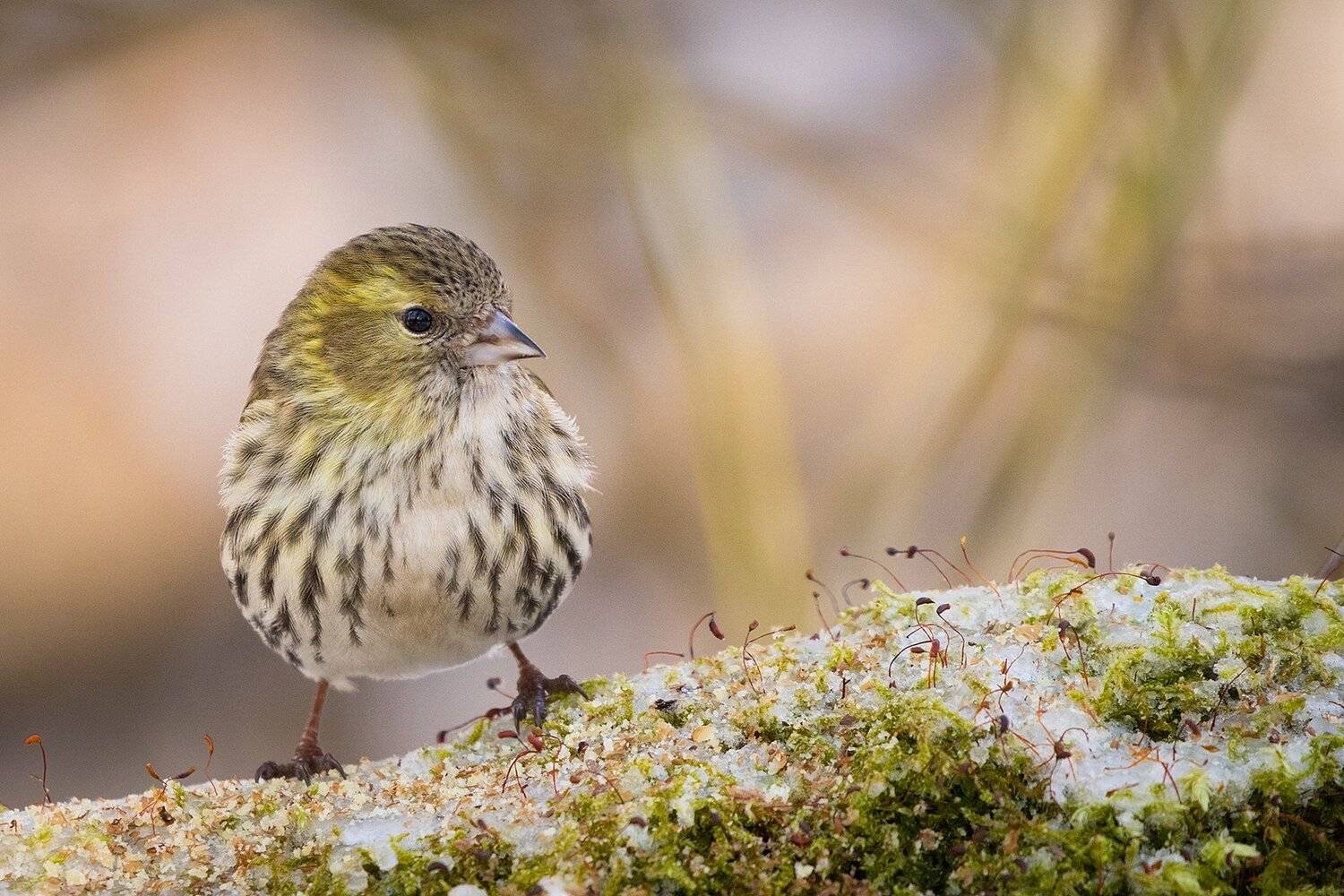 , Robert Adamec