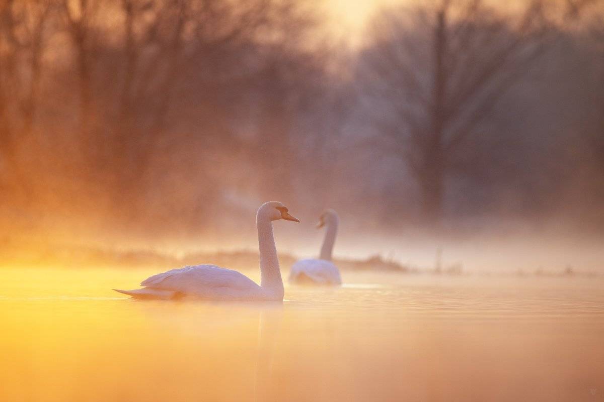 Cygnus olor, wildlife, swans, swan, bird, birds, lake, Cygnus olor, дикая природа, лебеди, лебедь, птица, птицы, озеро, Wojciech Grzanka