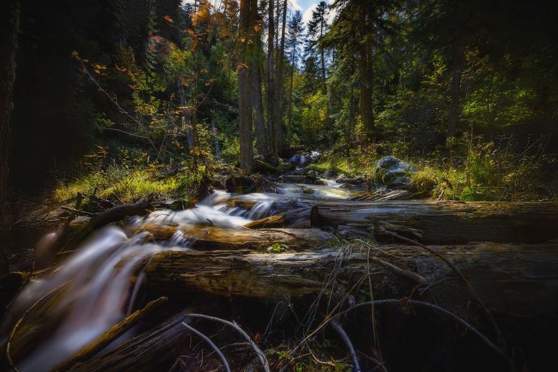 пейзаж, горы, кавказские горы, природа россии, архыз, На прогулке в лесу фото превью