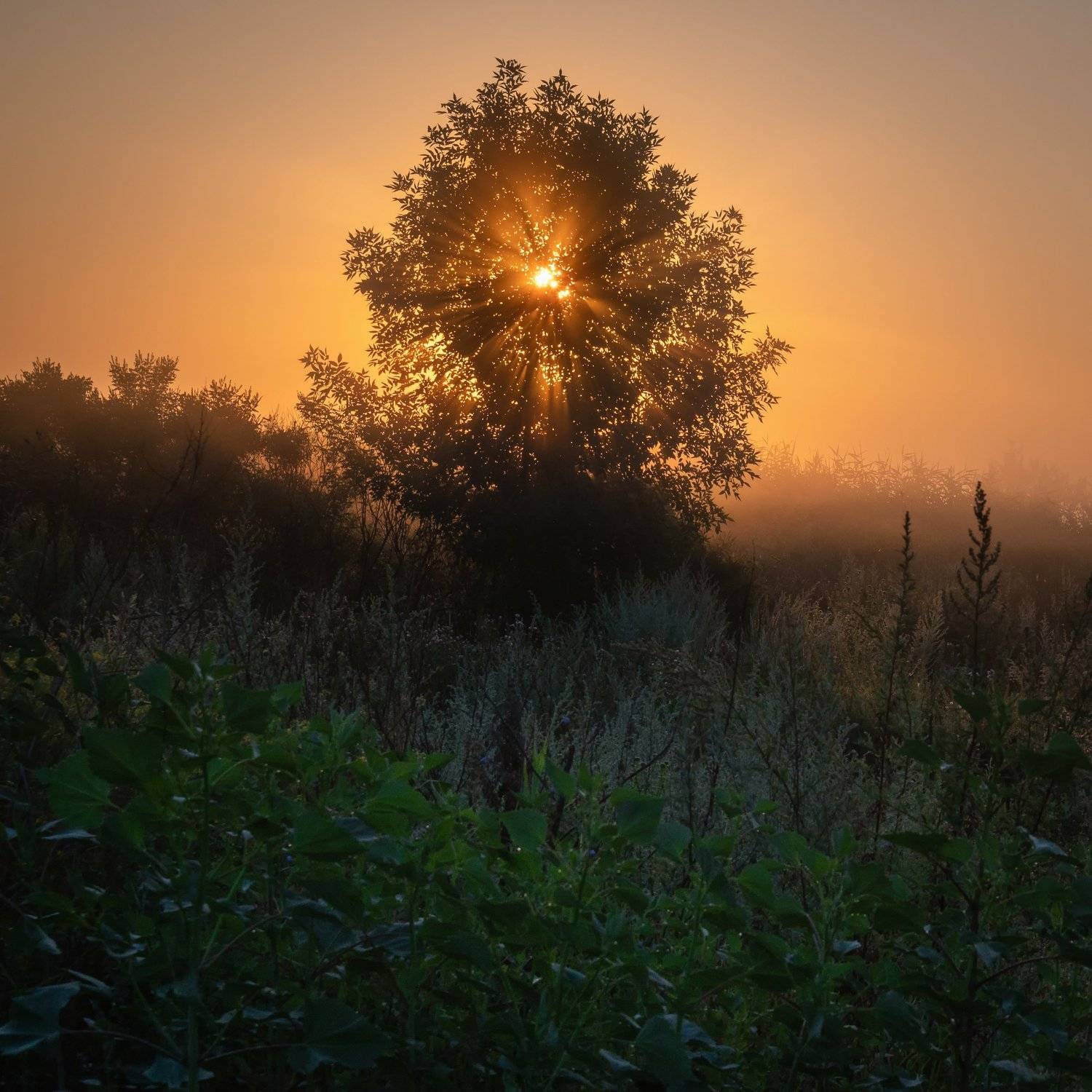fog morning sunlight steppe nature landscape spring, Егор Бугримов