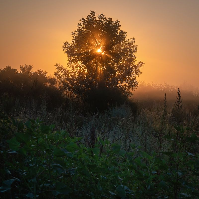 Sunlight and tree. фото превью