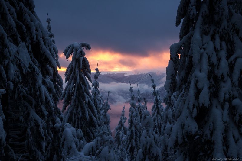 гори, закарпаття, зима, карпати, свидовець, смереки, сутінки, лопухів Сонные фото превью