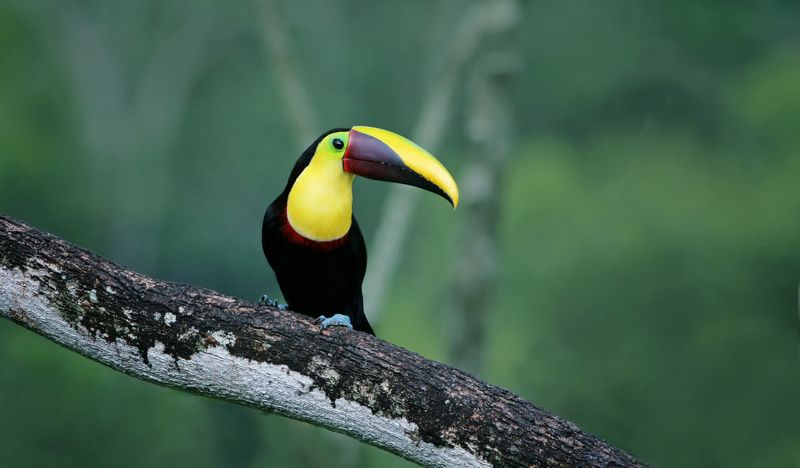 Коричневоспинный тукан фото превью