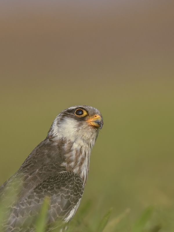 wildlife Nature  In The sky  фото превью