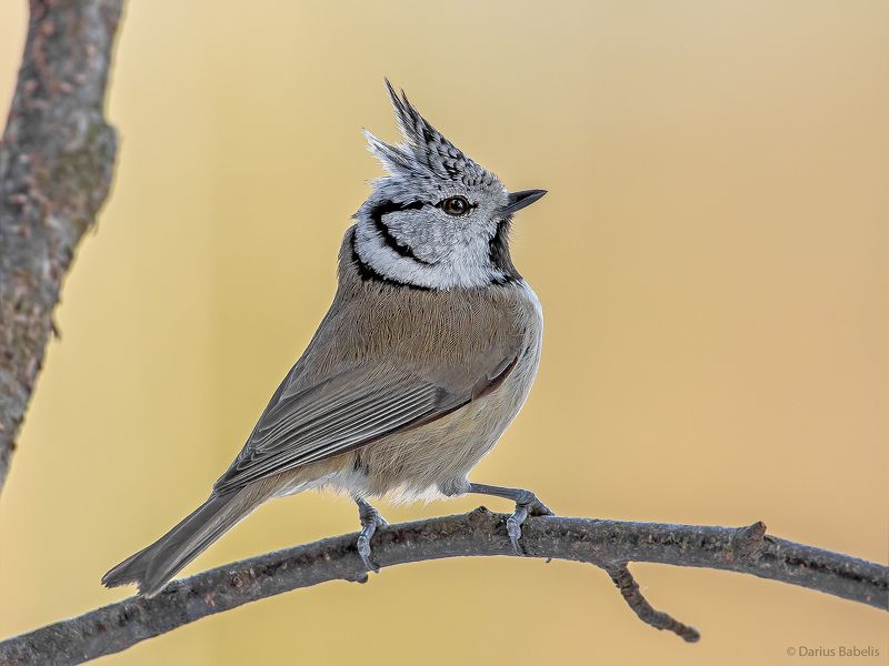Птицы фото превью
