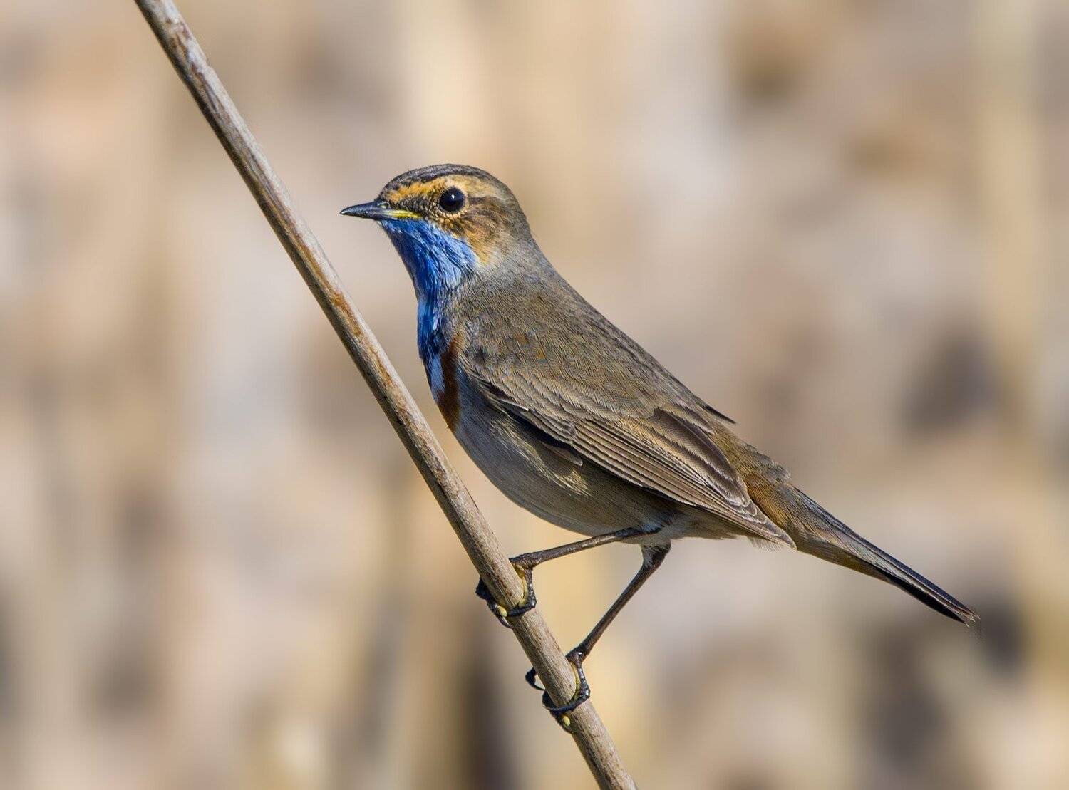 варакушка, Хасан Журтов