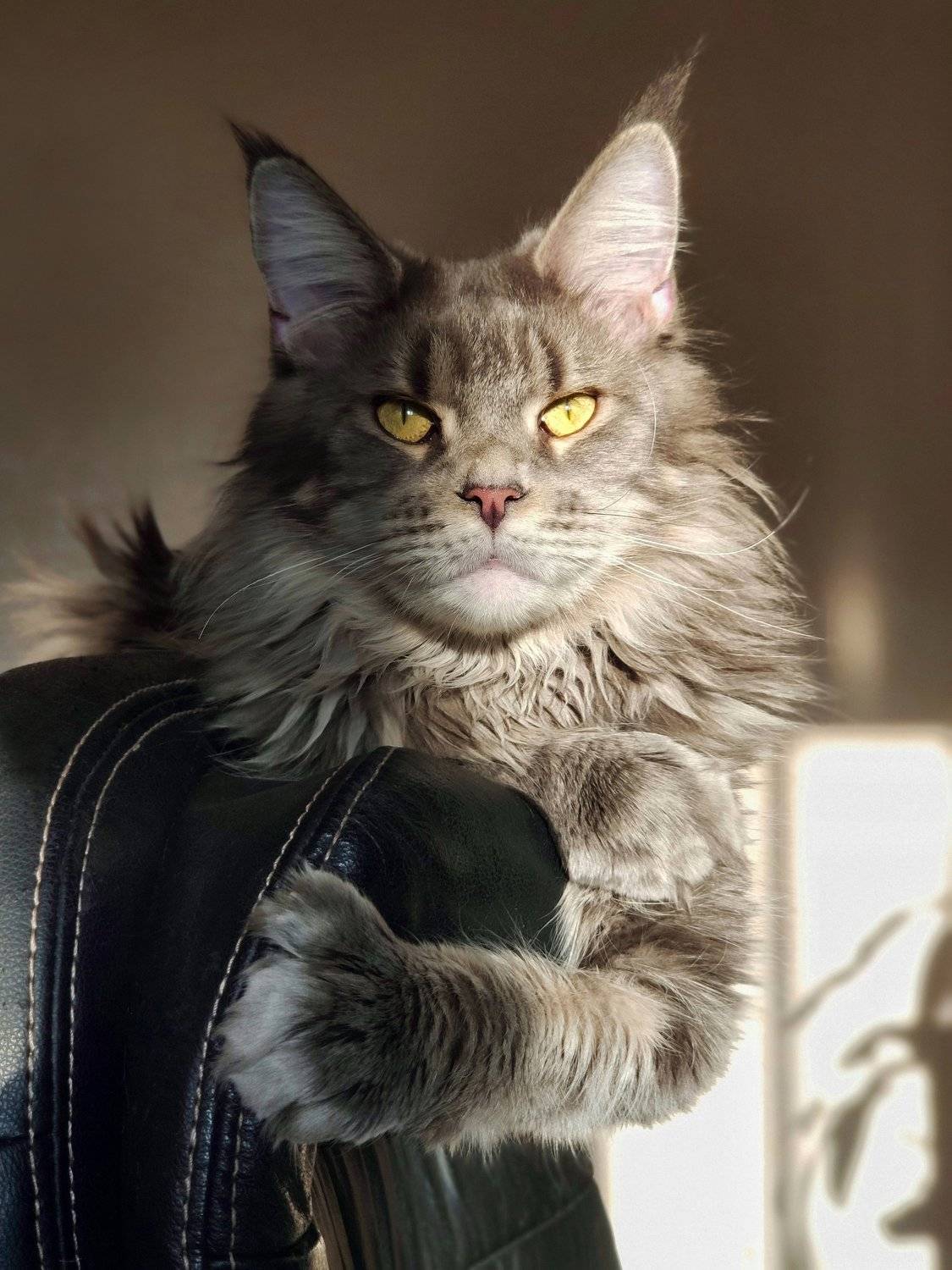 , Цвелёв Дмитрий