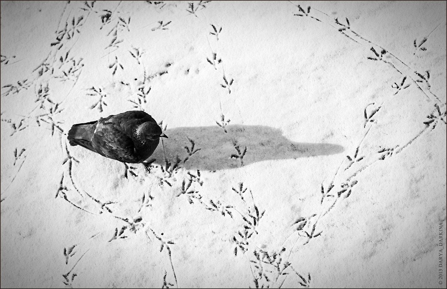 голубь, чб, следы, зима, тень, чернобелое, птица, animal, bnw, blackwhite, dove, bird, Даркина Дарья