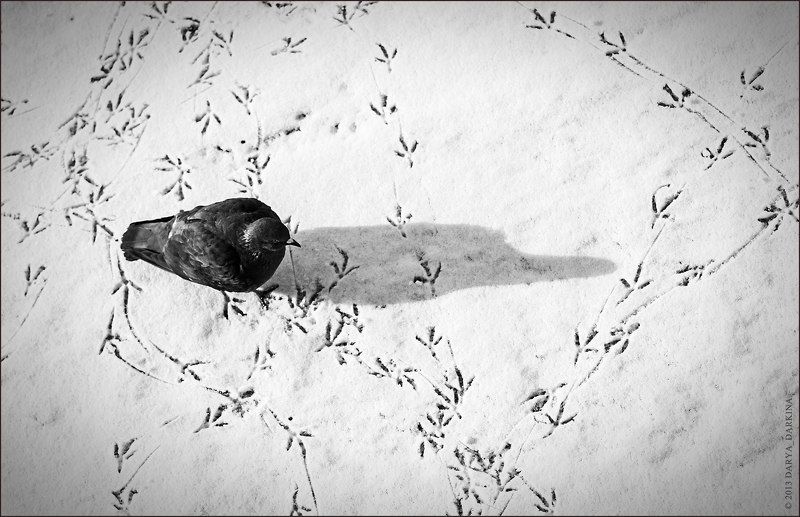 голубь, чб, следы, зима, тень, чернобелое, птица, animal, bnw, blackwhite, dove, bird Запутался.. фото превью