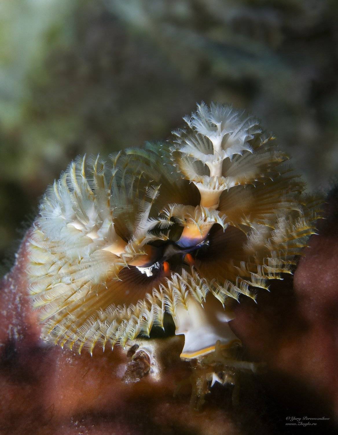 подводный мир фото подводное фото макромир египет хургада , Юрий Перевозников