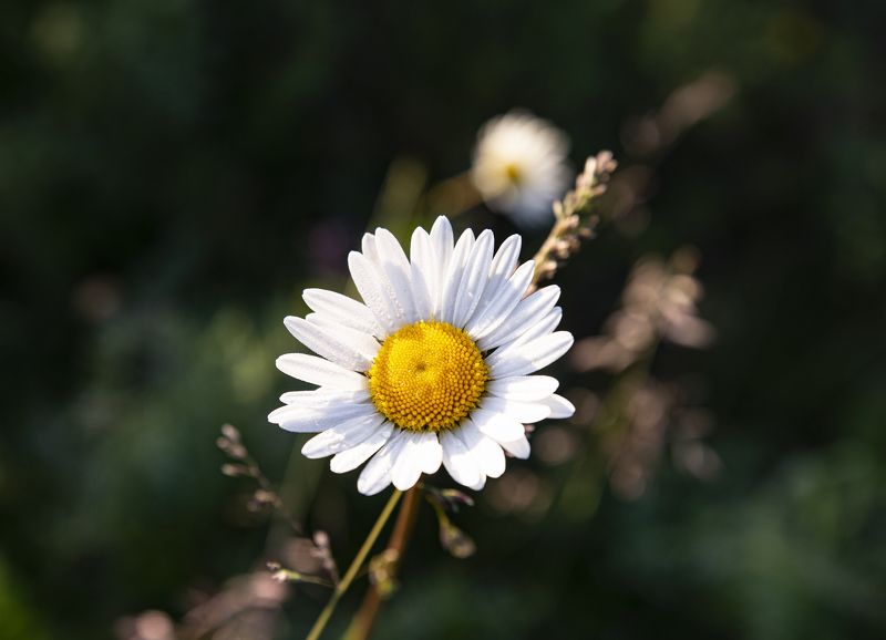 Ромашка -символ солнышка фото превью