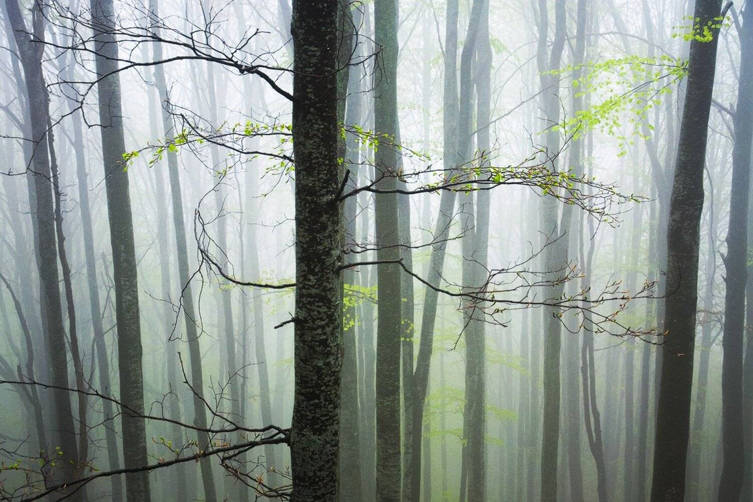 , Stefan Chirobocea